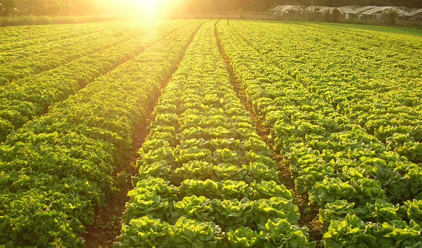 Agricultura Sustentável